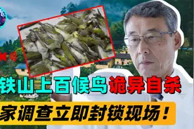 老铁山几百只飞鸟集体诡异自杀，时间地点相同，专家立即封锁现场视频封面