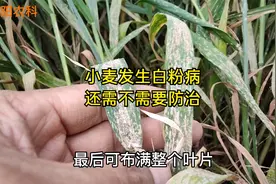 小麦灌浆末期，田间发生白粉病，还需不需要防治视频封面