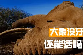大象没有象牙还能活吗？尚存生机，还是死路一条？视频封面