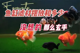 鱼缸滤材摆放，滤材多少合适，没那么玄乎：养鱼笔记第4季29集视频封面