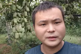 软枣猕猴桃苗种植方式，软枣猕猴桃树苗这里有视频封面