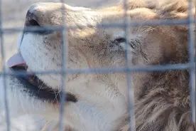 狮子也是猫！一看见主人，马上跑过来贴贴的样子太逗了视频封面