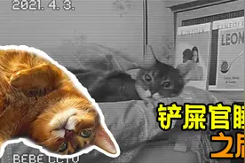 当铲屎官睡后监控居然拍下了这一幕 【阿比尼西亚猫】视频封面