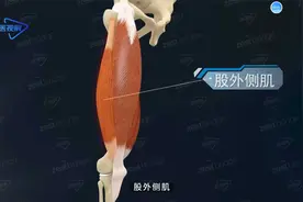 大腿股四头肌视频封面