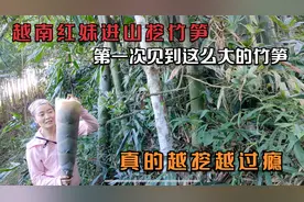 越南红妹进山挖竹笋，短短5分钟挖到一个这么大的竹笋，真过瘾视频封面