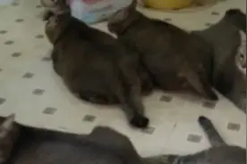 小猫咪在奶奶家待数月后被养成“煤气罐”：胖得快爆了翻身都困难