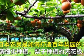 日本农民是如何打造百年梨园的？精细化种植，梨子种植的天花板！视频封面