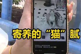 【1818黄金眼】3只猫寄养在“朋友”家   五辆车拉被单救猫？视频封面