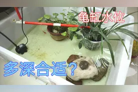 【养龟】经验之谈，养龟的水位，设置多深最合适？激萌奖金计划视频封面