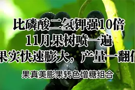 比磷酸二氢钾强10倍，11月果树喷一遍，果实快速膨大，产量一翻倍视频封面