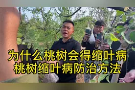 桃树为什么会得缩叶病 ，桃树缩叶病防治方法
