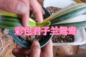 彩色君子兰很受养兰人喜欢，特别是鸳鸯彩兰，它要求基困稳定视频封面
