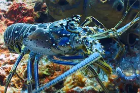 教你买新鲜又便宜的大龙虾，注意这3点，保准个个鲜肥，涨知识了视频封面