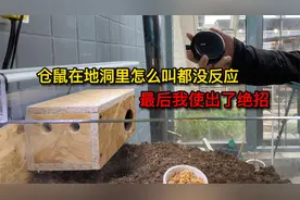 仓鼠躲在地洞里不出来，我用尽方法都没反应，最后只能上绝招了视频封面