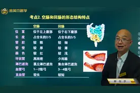 解剖学02消化系统05小肠02空肠和回肠的对比：位置、长度、管壁等