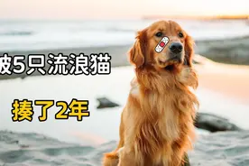 这只大金毛，被5只流浪猫，揍了整整2年视频封面