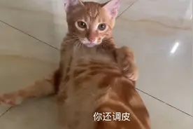 又一只橘猫被退货了，这次真不是领养人的错，这样的谁敢养啊视频封面