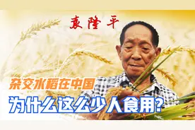 袁隆平的杂交水稻为什么在中国这么少人食用视频封面
