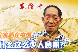 袁隆平的杂交水稻为什么在中国这么少人食用视频封面