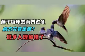 燕子每年都去南方过冬，“南方”究竟是哪？可能很多人都理解错了视频封面