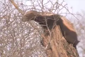 这是什么动物？长得像穿山甲却浑身是毛，能上树下地抓蜥蜴吃乌龟