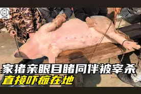 农村杀猪现场，这头猪亲眼目睹了同伴被宰杀，自己吓得一动不敢动视频封面
