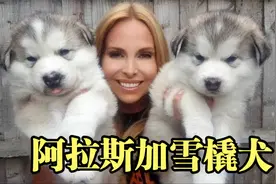 越庞大的狗狗小时候越可爱？出生4周的小阿拉斯加，让人爱不释手视频封面