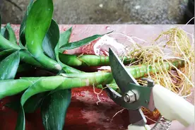 买回来的富贵竹，先剪一刀再种，长根快多了视频封面