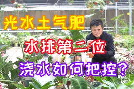 养花讲究光水土气肥，水排第二位。那么浇水应该如何把控呢？视频封面