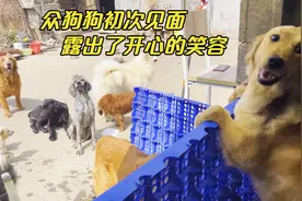 差点被闷死的金毛得救后，和农舍狗狗们初次见面，露出开心的笑容视频封面