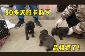 狗妈一口气生下12条狗崽，才30多天就气势汹汹，这品相绝了！