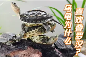 乌龟为什么喜欢叠罗汉？其中有一点你想不到！乌龟叠罗汉冷知识！视频封面