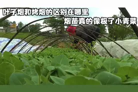 叶子烟和烤烟的区别在哪里 一开始我是真的把叶子烟当成了小青菜