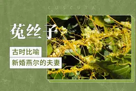 菟丝子——古时比喻新婚燕尔的夫妻