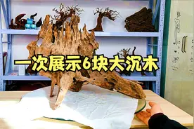 6块精品沉木，鱼缸造景好物，1米至2米水族箱，放进去就是美景视频封面