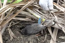 甘蔗地鼠害聚集，小伙用一个简单方法，凶猛大货抓了一只又一只视频封面