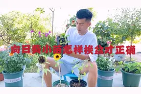 怎样正确给向日葵小苗换盆，这样操作很简单，换一盆活一盆视频封面