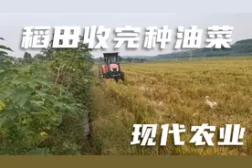 现代农业，10亩油菜4个小时种完，虽然简单但是都不愿意种了视频封面