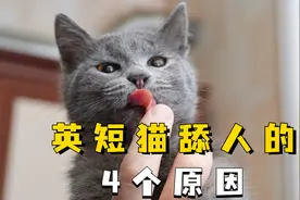 英短猫喜欢舔人？原因有4点！视频封面