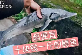 鲟鱼十块每斤？趁着便宜赶紧买上一条，中午做个红烧鲟鱼