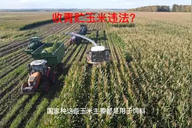 收青贮玉米违法纯属瞎扯，玉米整株收获能把玉米效益最大化