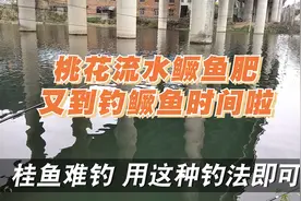 钓鳜鱼用什么饵好？钓桂鱼用几号鱼钩和鱼线？户外钓鱼技巧知识