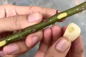 生根粉不用买，用大蒜当生根液，帮助月季枝条生根发芽视频封面