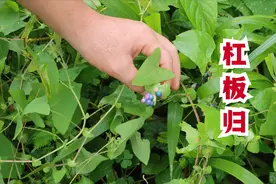 这种植物叫杠板归，具有清热祛湿拔毒止痒的一味草药，了解下视频封面