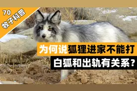 为何说家里进了狐狸不能打，打了后果很严重？白狐和出轨有何关系