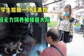 爱心女孩捡到一只流浪狗，因上大学无力饲养，求助老舅被接回大院视频封面
