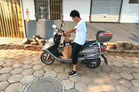 小金毛学会了坐电动车，今天我带它去取快递，坐在电动车上特别乖
