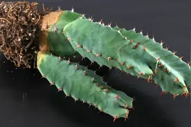 比辣椒还辣的植物，长得却像仙人掌，多肉但不能碰