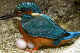 翠鸟妈妈生下三胎面临严寒，鸟爸鸟妈接力孵蛋才能保证幼崽存活？视频封面