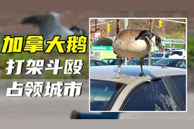 加拿大鹅泛滥成灾，人鹅大战永不停息，450万只怎么消灭？视频封面